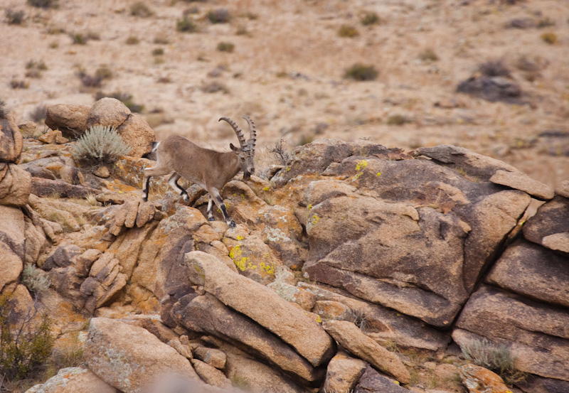 Siberian Ibex